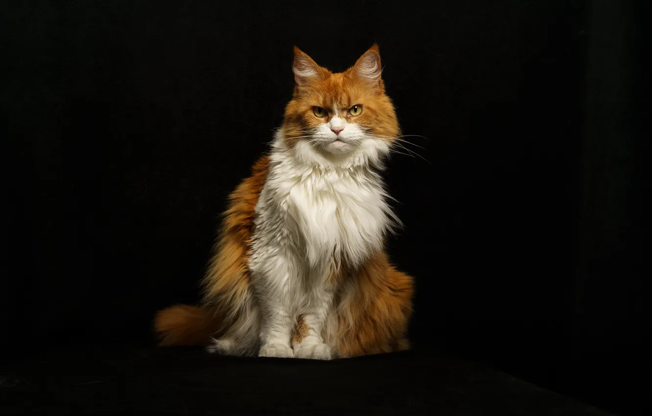 Фото обои кошка, кот, взгляд, морда, свет, поза, рыжий, злой