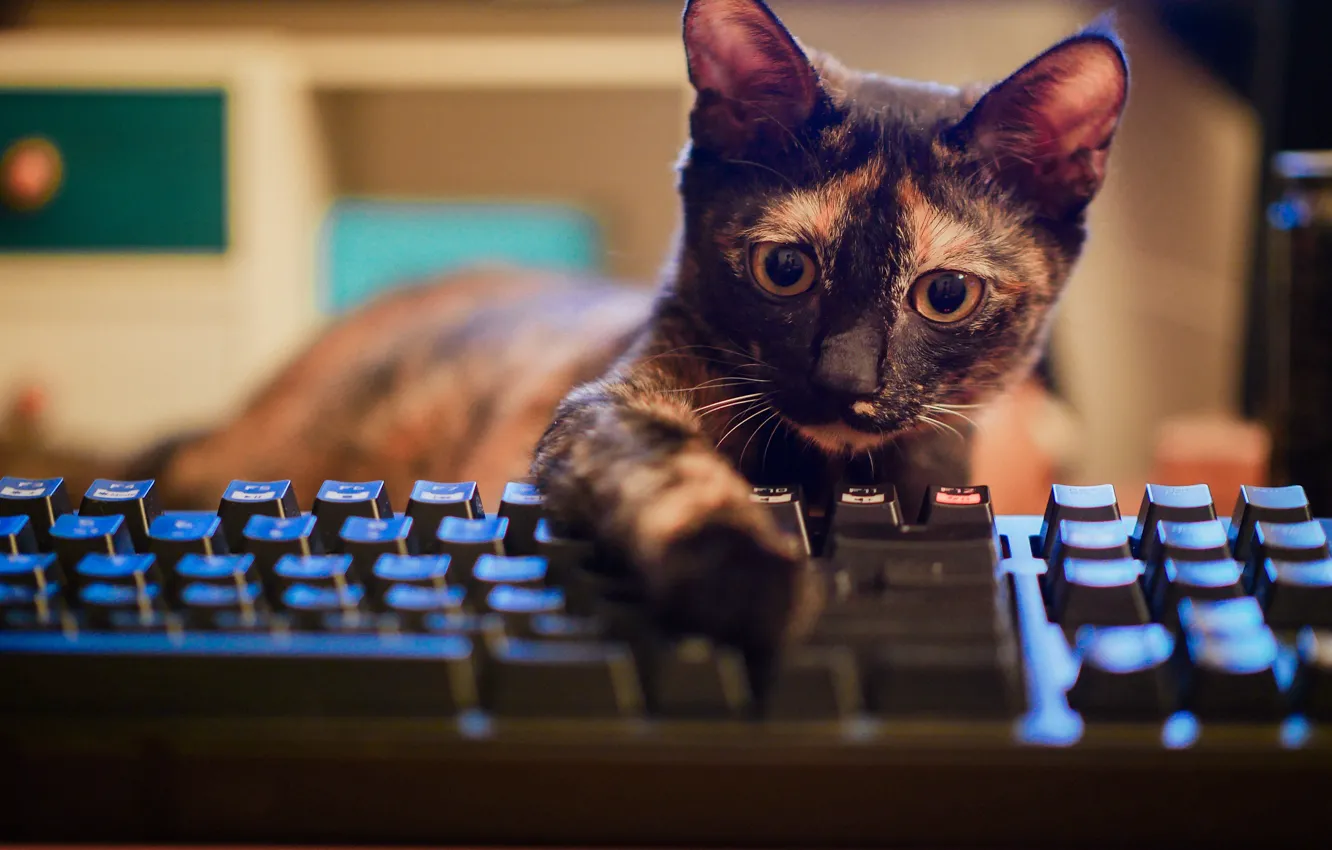 Фото обои глаза, котенок, клавиатура