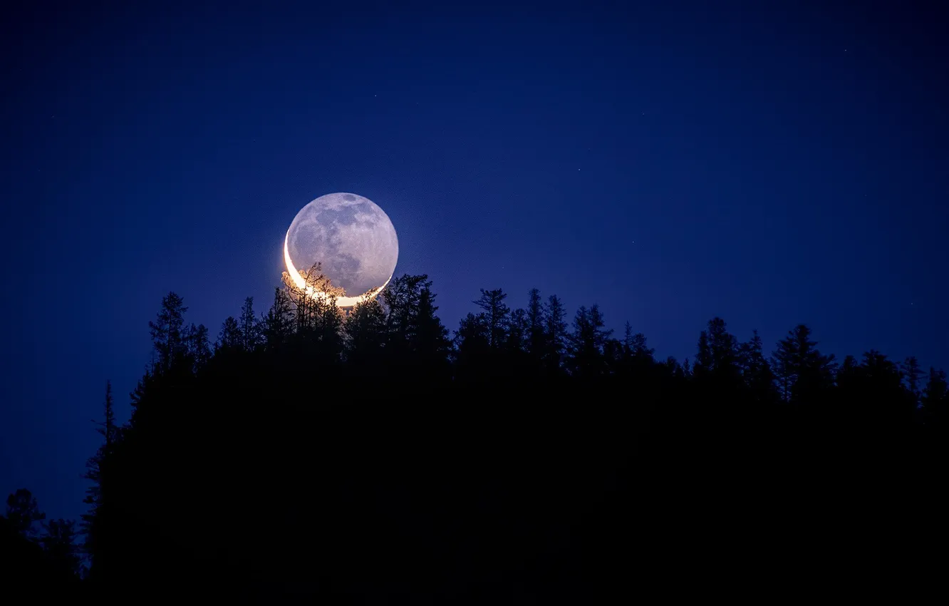 Фото обои лес, небо, деревья, пейзаж, ночь, луна, горизонт, moon