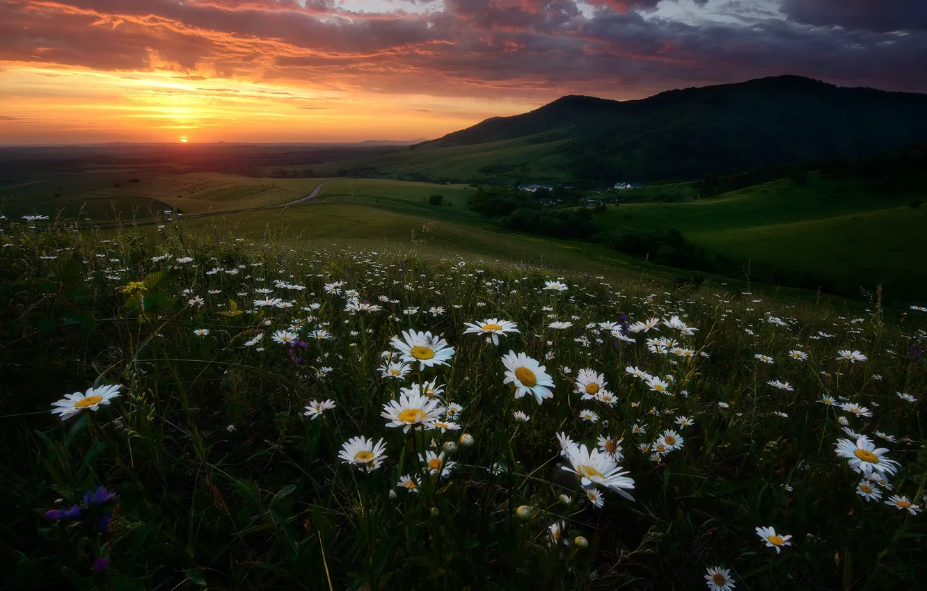 Фото обои поле, лето, небо, пейзаж, закат, цветы, горы, тучи