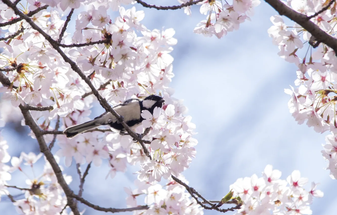 Фото обои вишня, дерево, птица, весна, сакура, синица