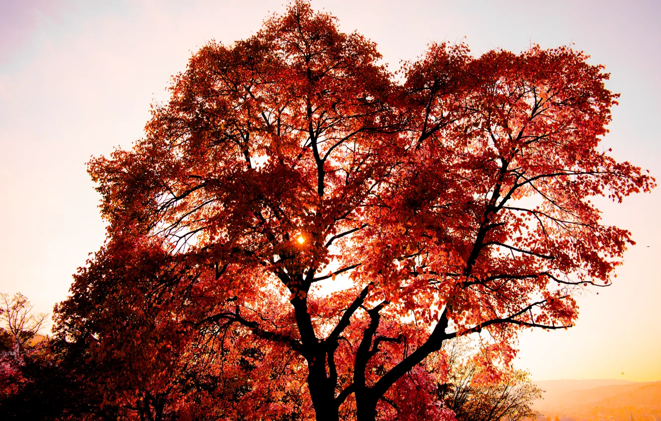 Фото обои City, Tree, Sun, Sunset, Autumn, View, Stuttgart, Leaves