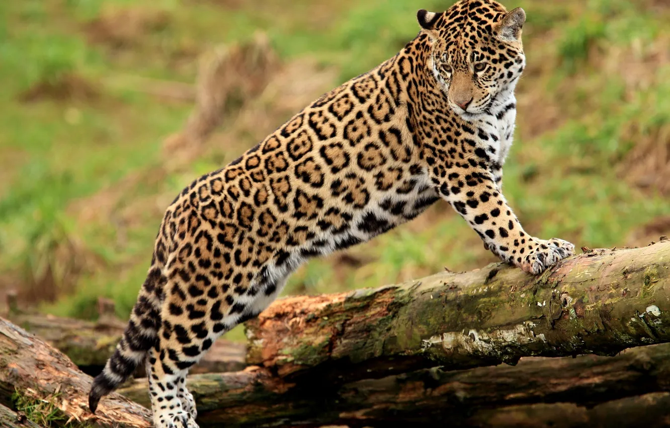 Фото обои морда, лапы, ягуар, бревно, стоит, смотрит, jaguar, молодой