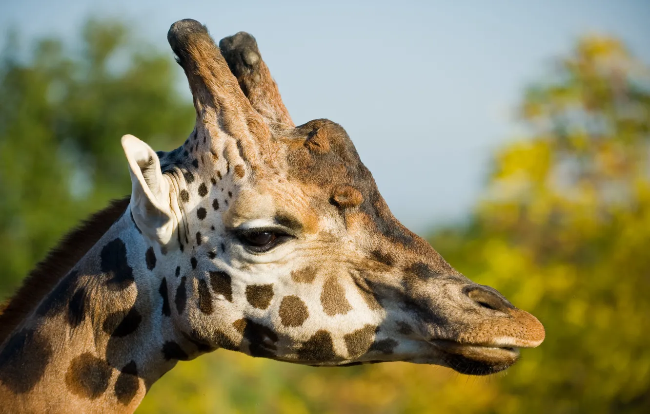 Фото обои взгляд, голова, профиль, France, Moselle, Lorraine, Жираф (Giraffa camelopardalis)