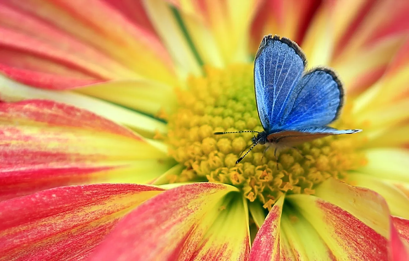 Фото обои цветок, природа, бабочка