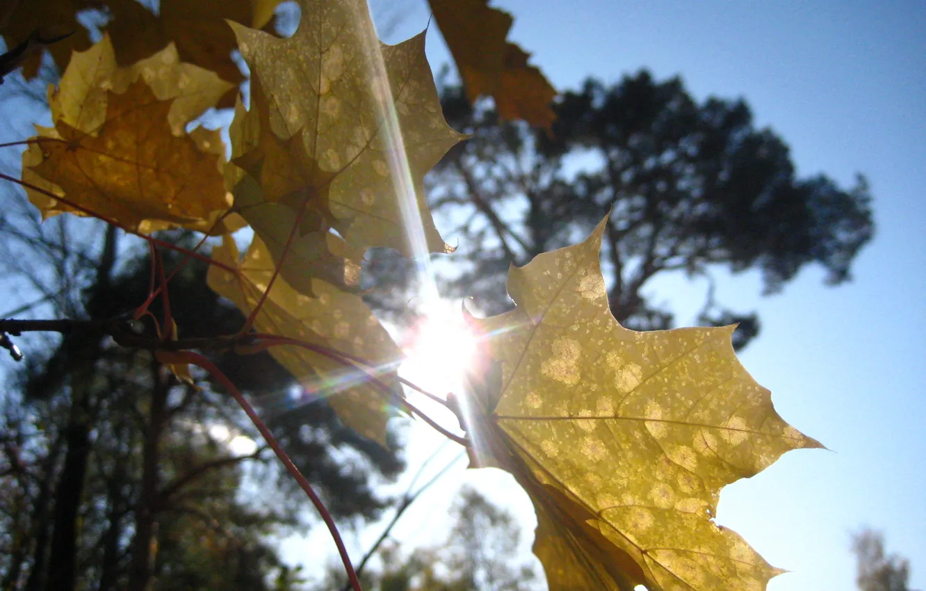 Фото обои осень, листья, солнце