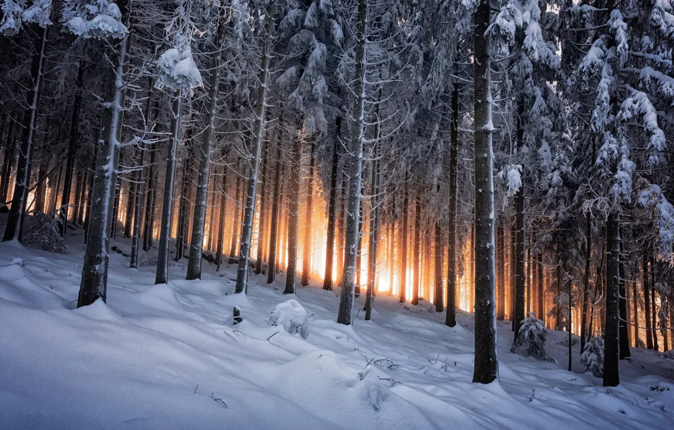 Фото обои зима, лес, Германия, Black Forest