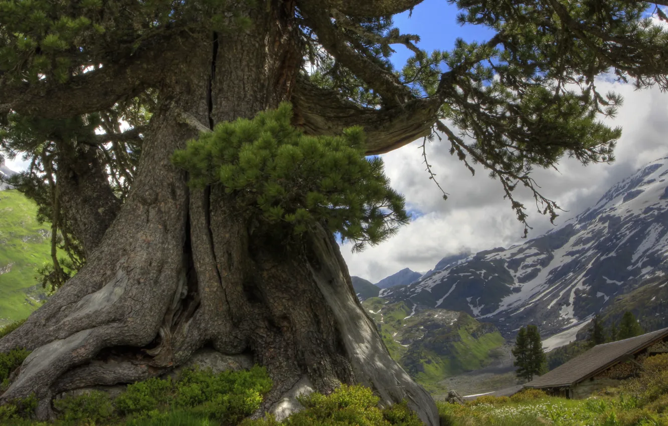 Фото обои облака, деревья, горы, дуб