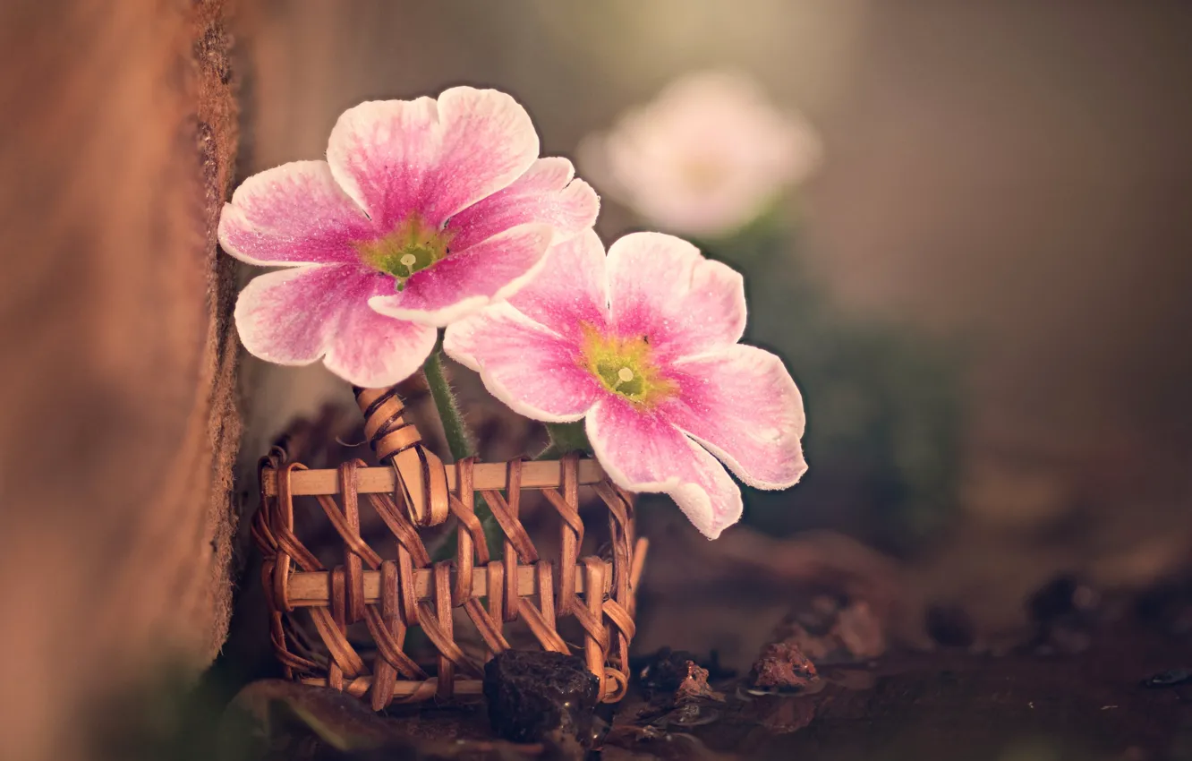 Фото обои макро, цветы, доска, камешки, корзиночка