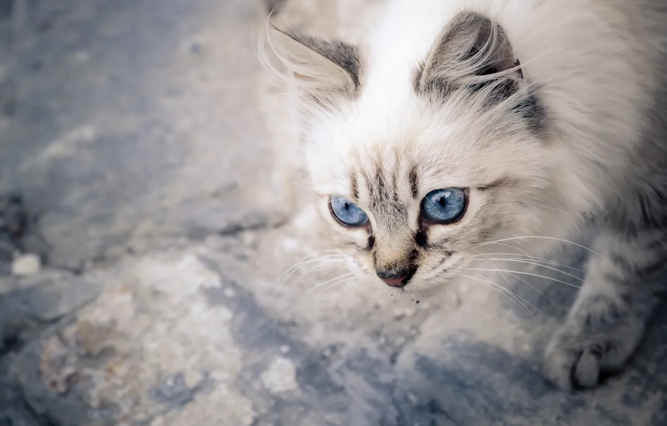 Фото обои мордочка, котёнок, голубые глаза