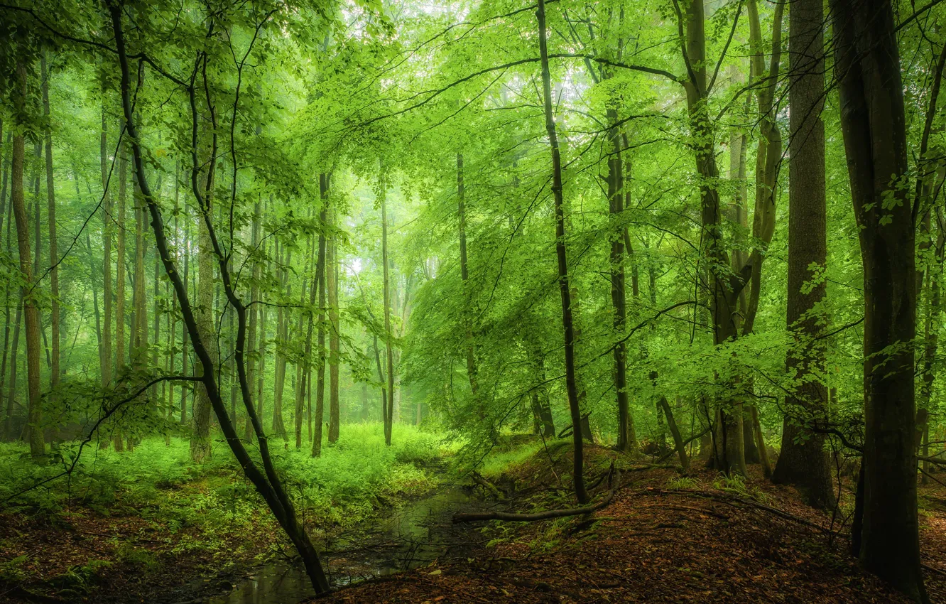 Фото обои зелень, лес, деревья, утро