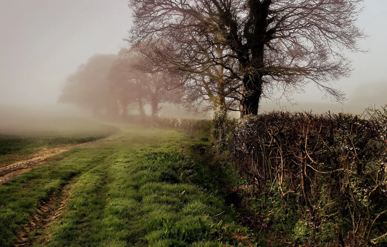 Фото обои Туман, Трава, Деревья