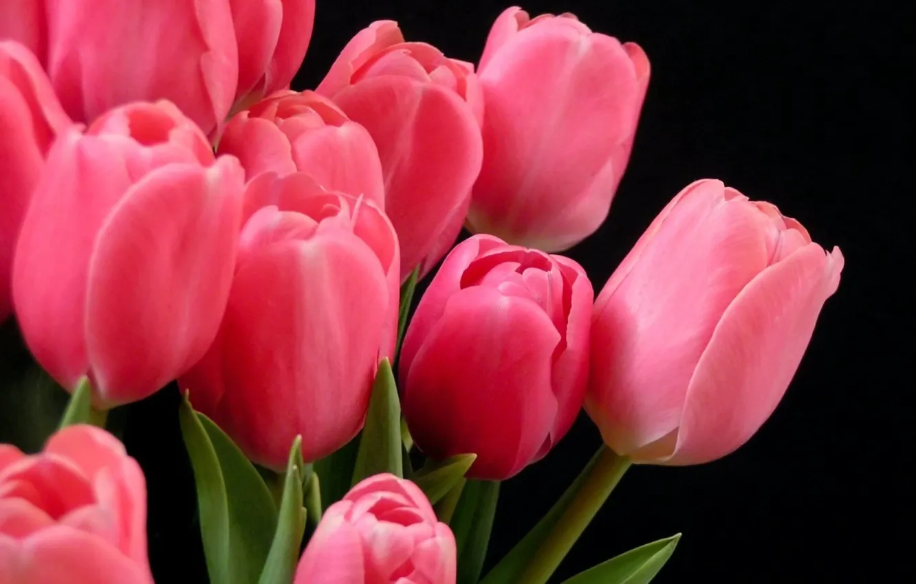 Фото обои Тюльпаны, розовые, на темном фоне