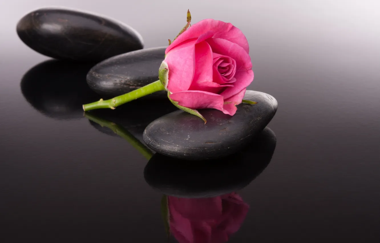 Фото обои цветок, бутон, flower, stone, камешек, pink rose, розовая розочка, Bud