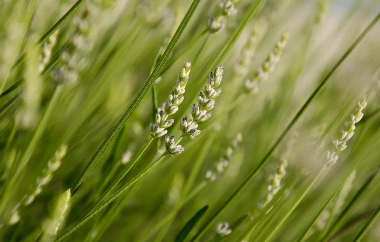 Фото обои green, lavender, plants, bloom