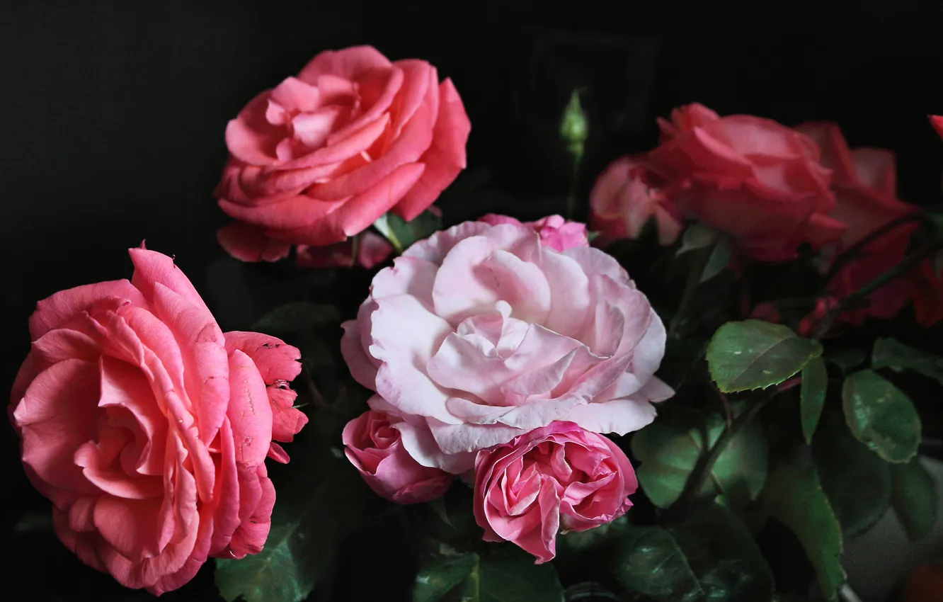Фото обои фон, черный, розы, розовые