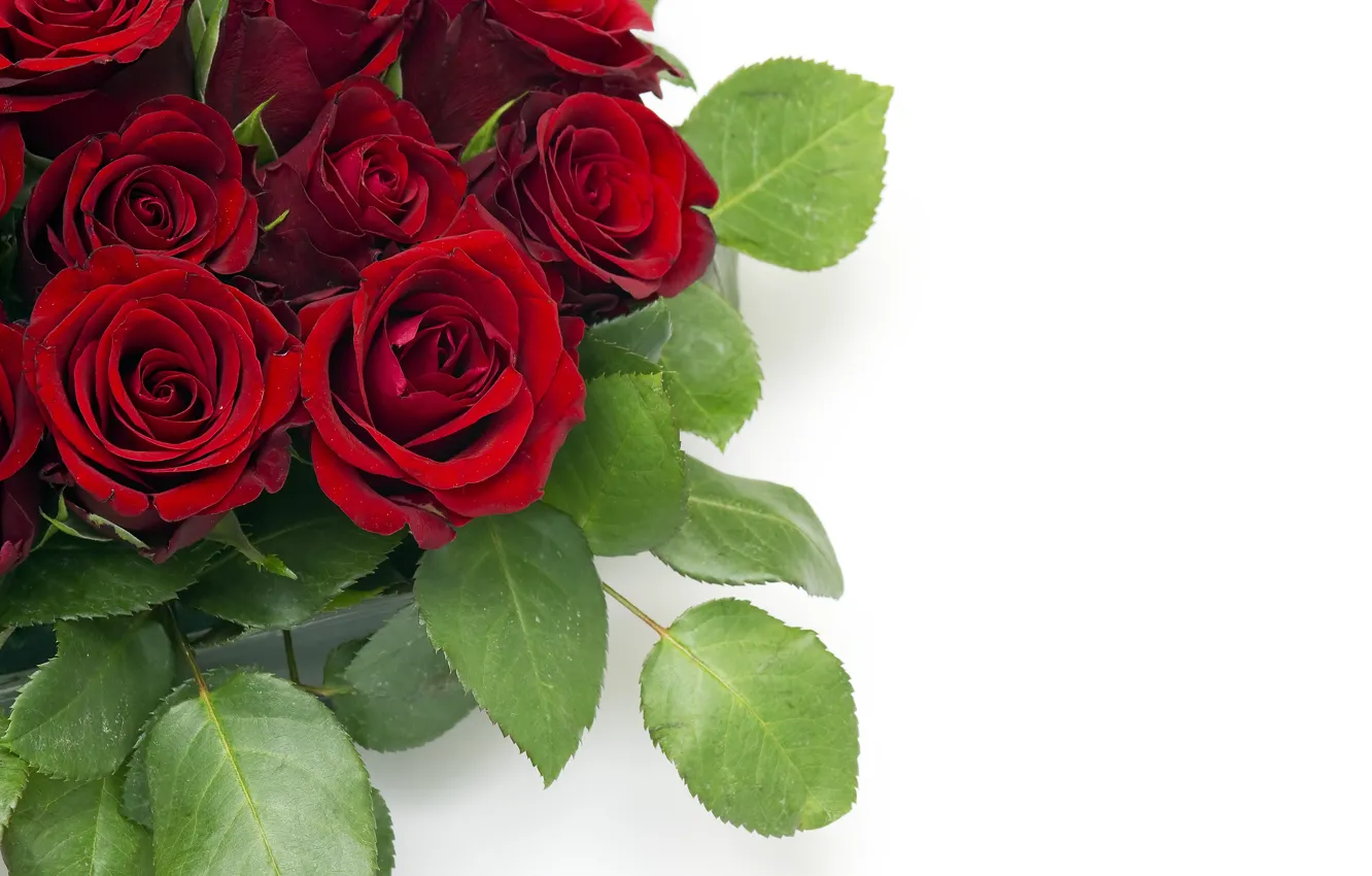 Фото обои листья, цветы, букет, бутоны, красные розы