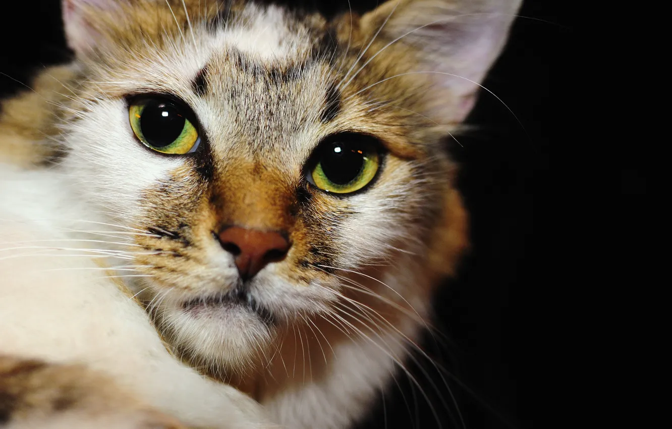 Фото обои глаза, кот, взгляд, кошак