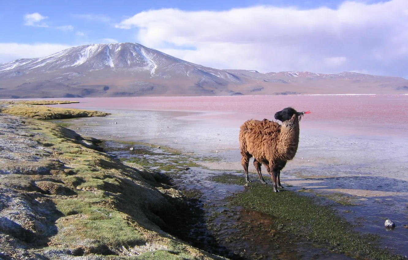 Фото обои горы, лама, Bolivia, lama en la laguna