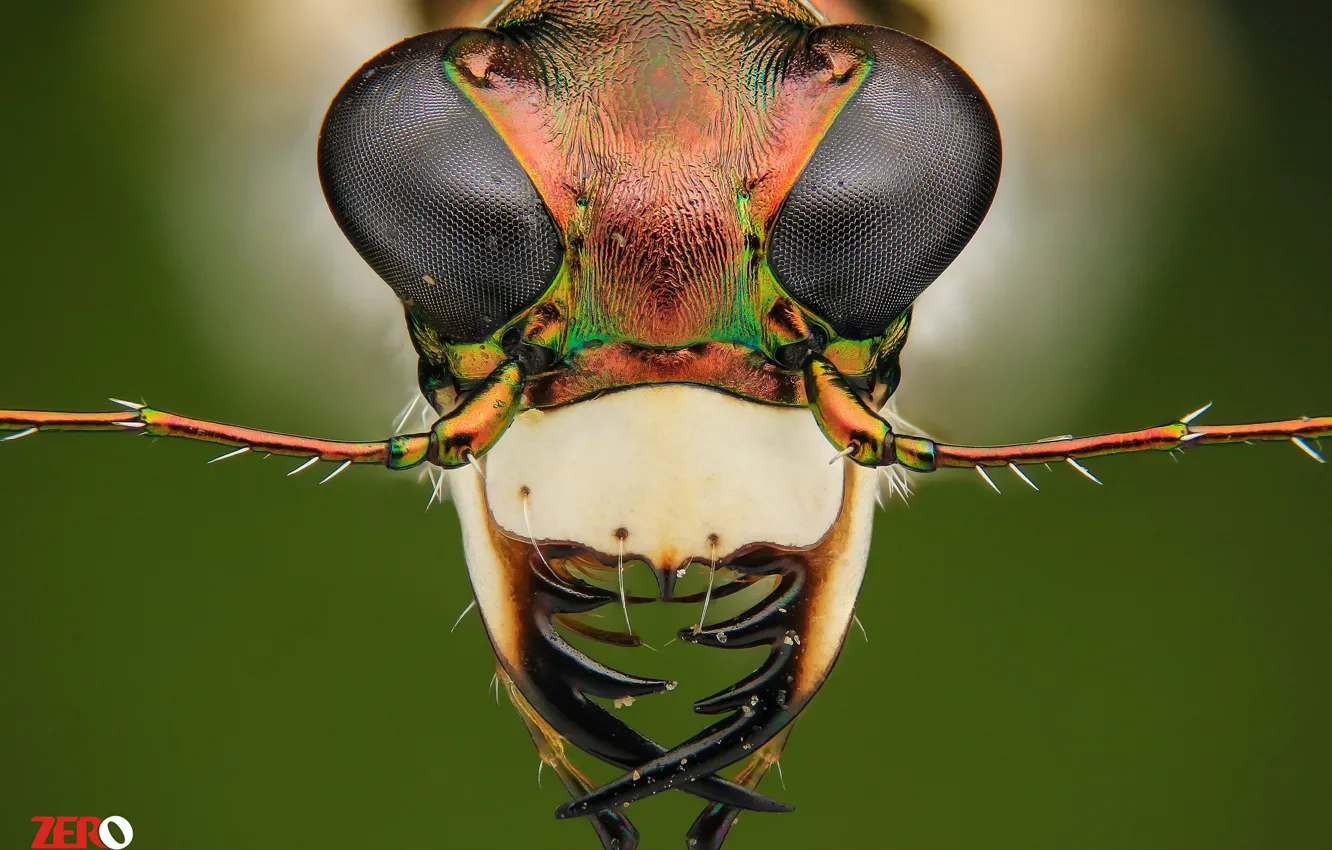 Фото обои макро, фон, портрет, насекомое