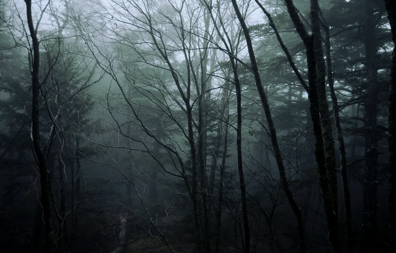Фото обои лес, деревья, природа, туман, Япония, Japan, North Yatsugatake mountains
