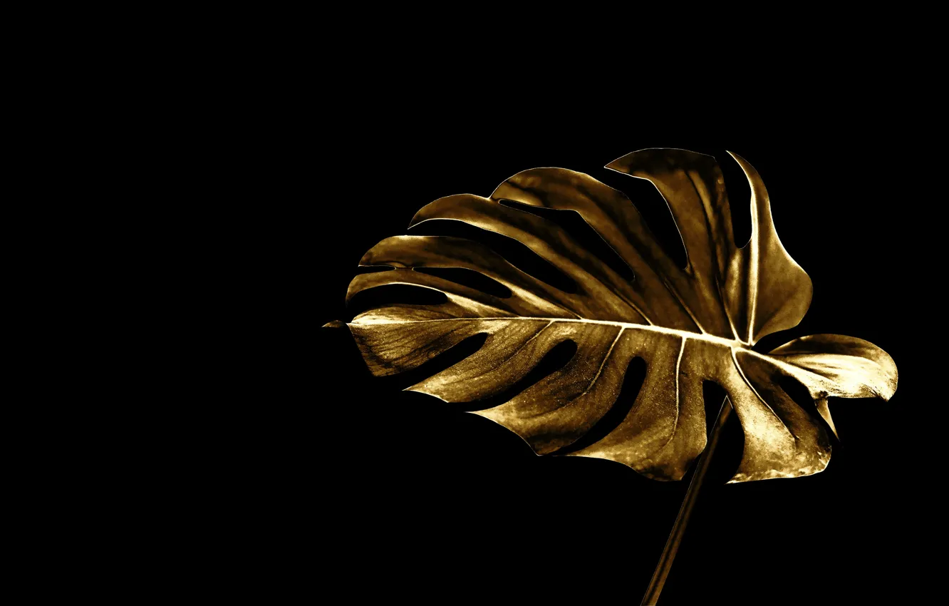 Фото обои лист, стиль, золото, черный фон, gold, style, leaf, monstera