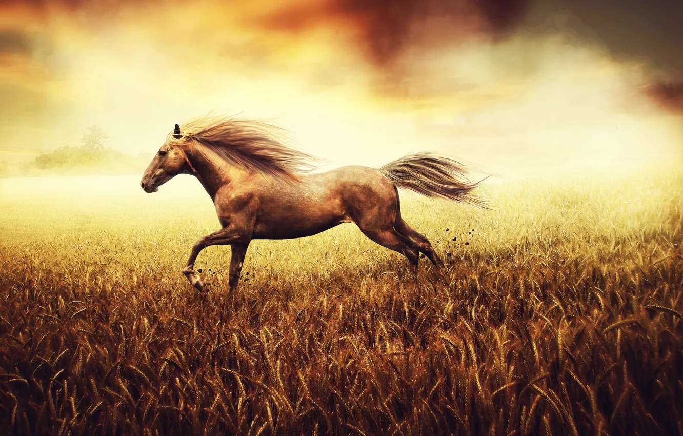 Фото обои пшеница, поле, камни, фон, конь, земля, краски, рисунок