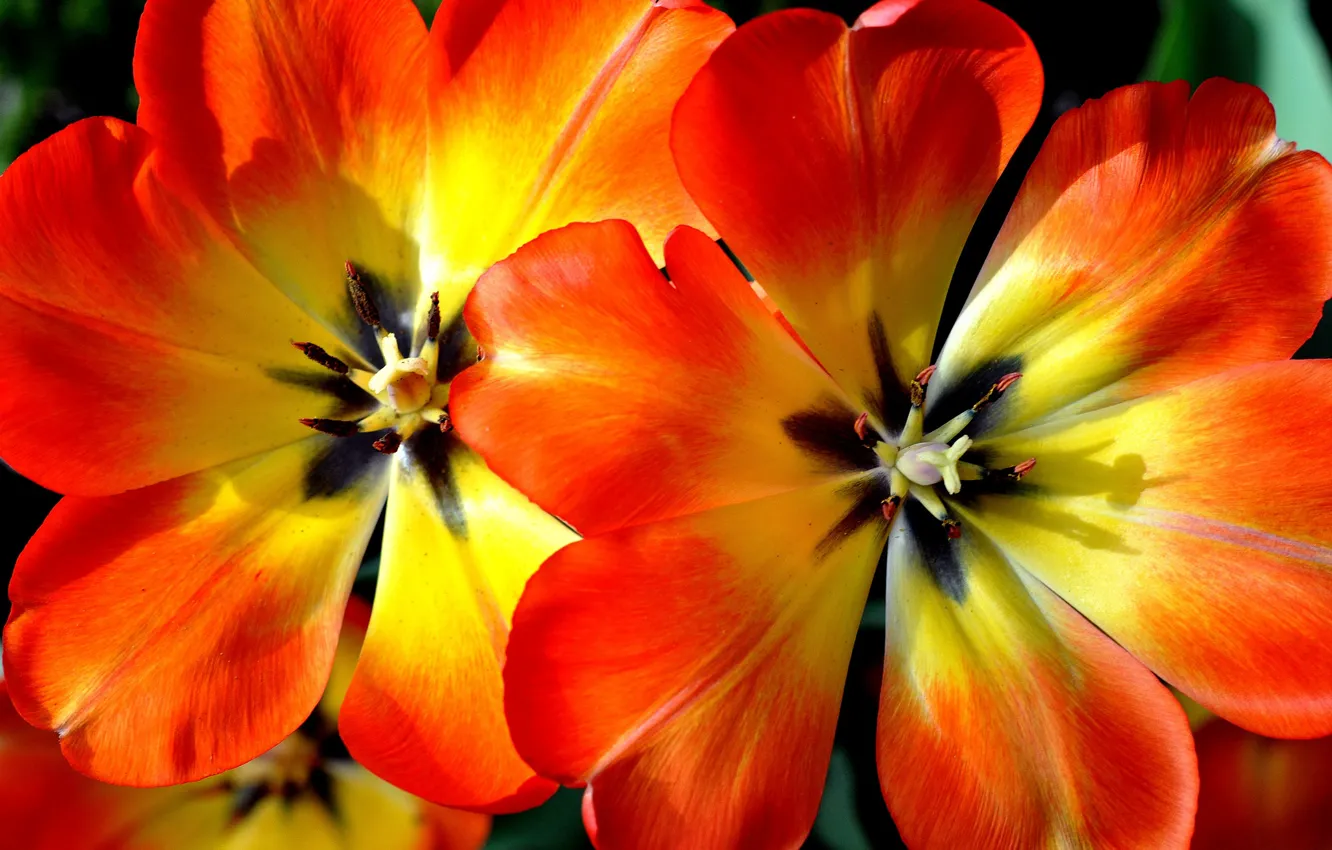 Фото обои цветы, природа, лепестки, тюльпаны