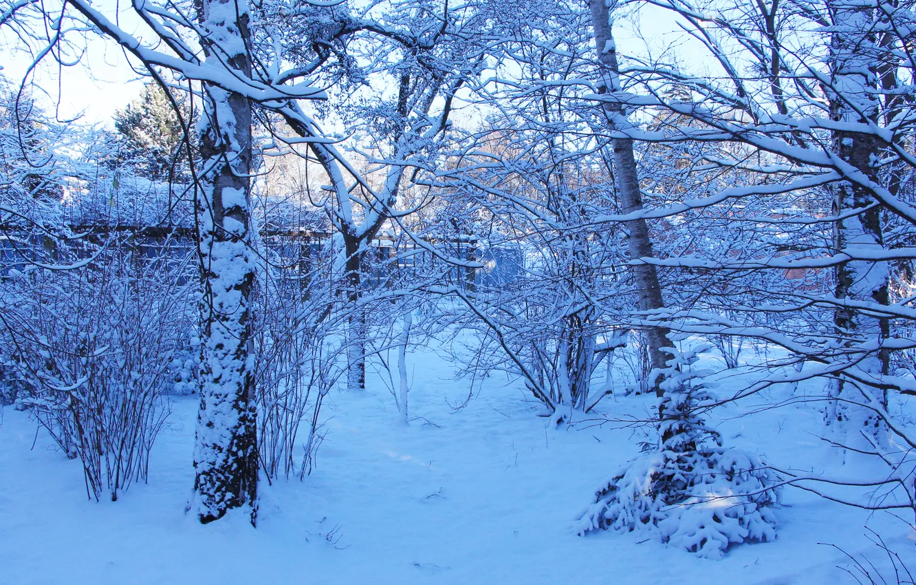 Фото обои trees, park, winter, snow
