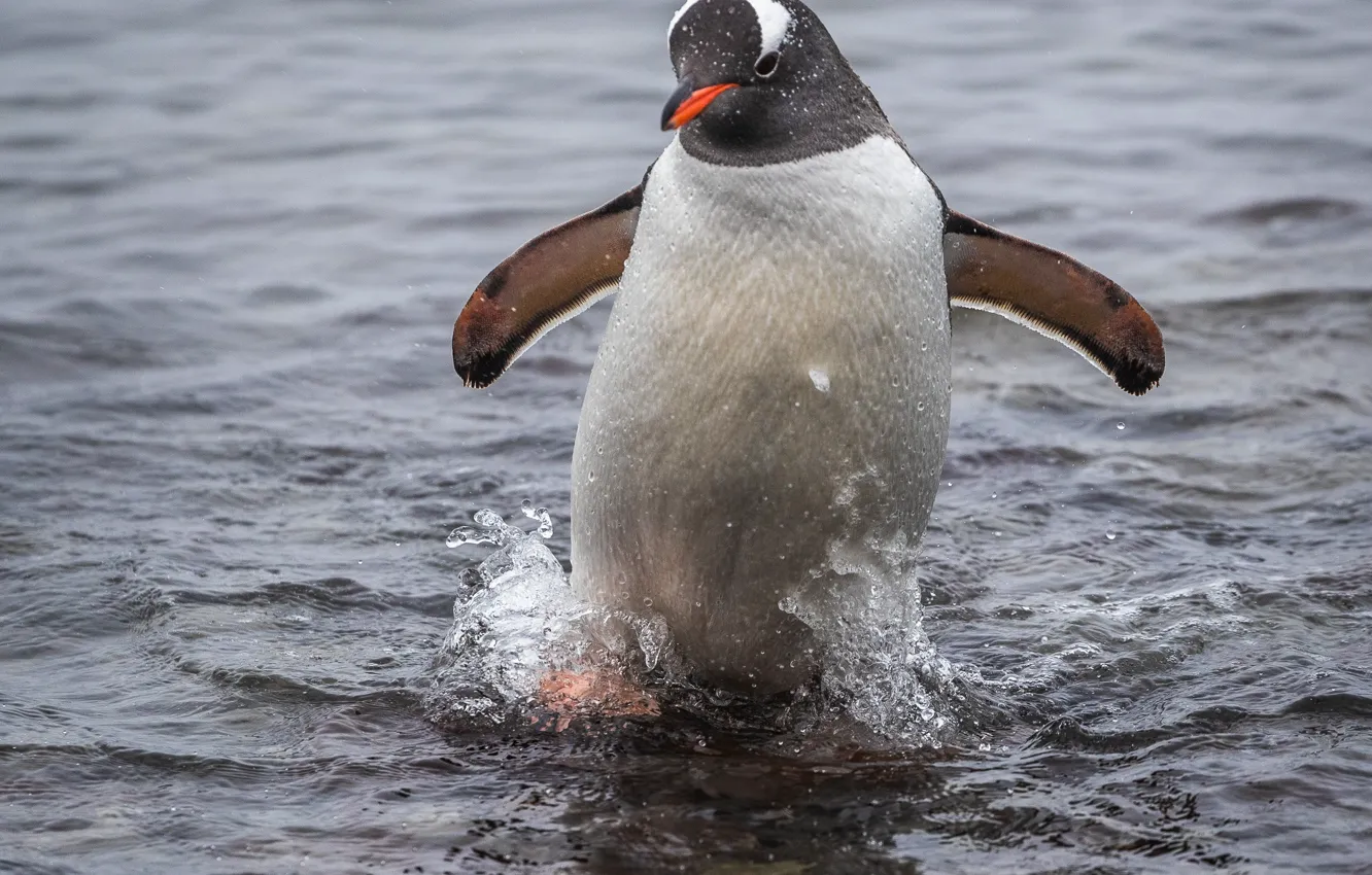 Фото обои вода, природа, птица, пингвин, Александр Лозицкий