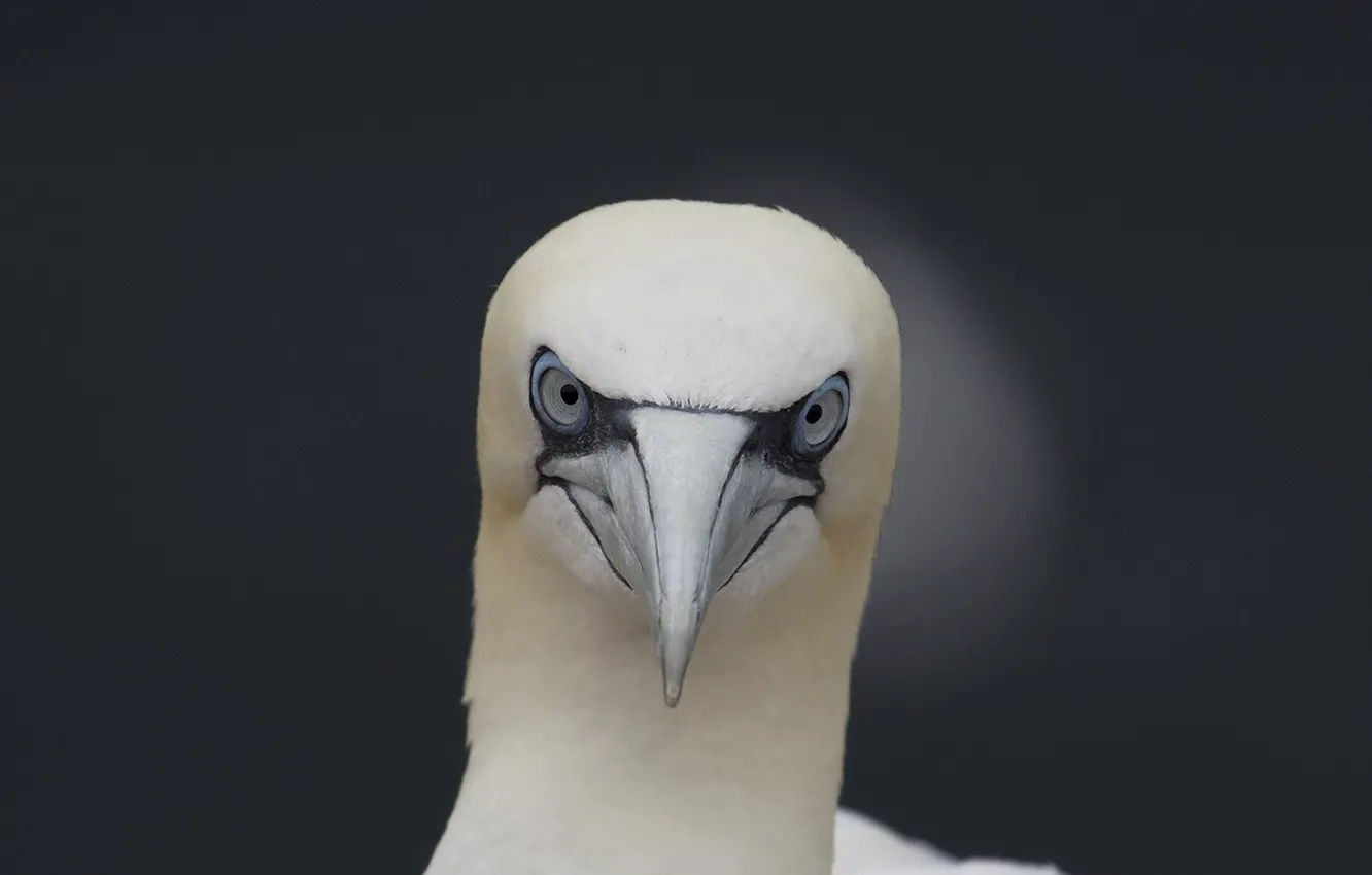 Фото обои bird, eyes, wildlife, gannet