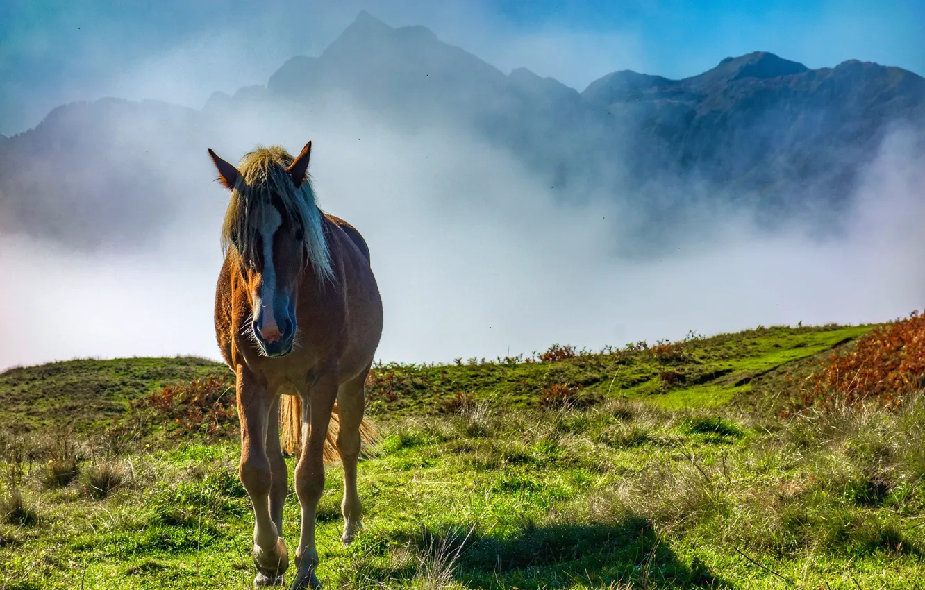 Фото обои горы, туман, лошадь