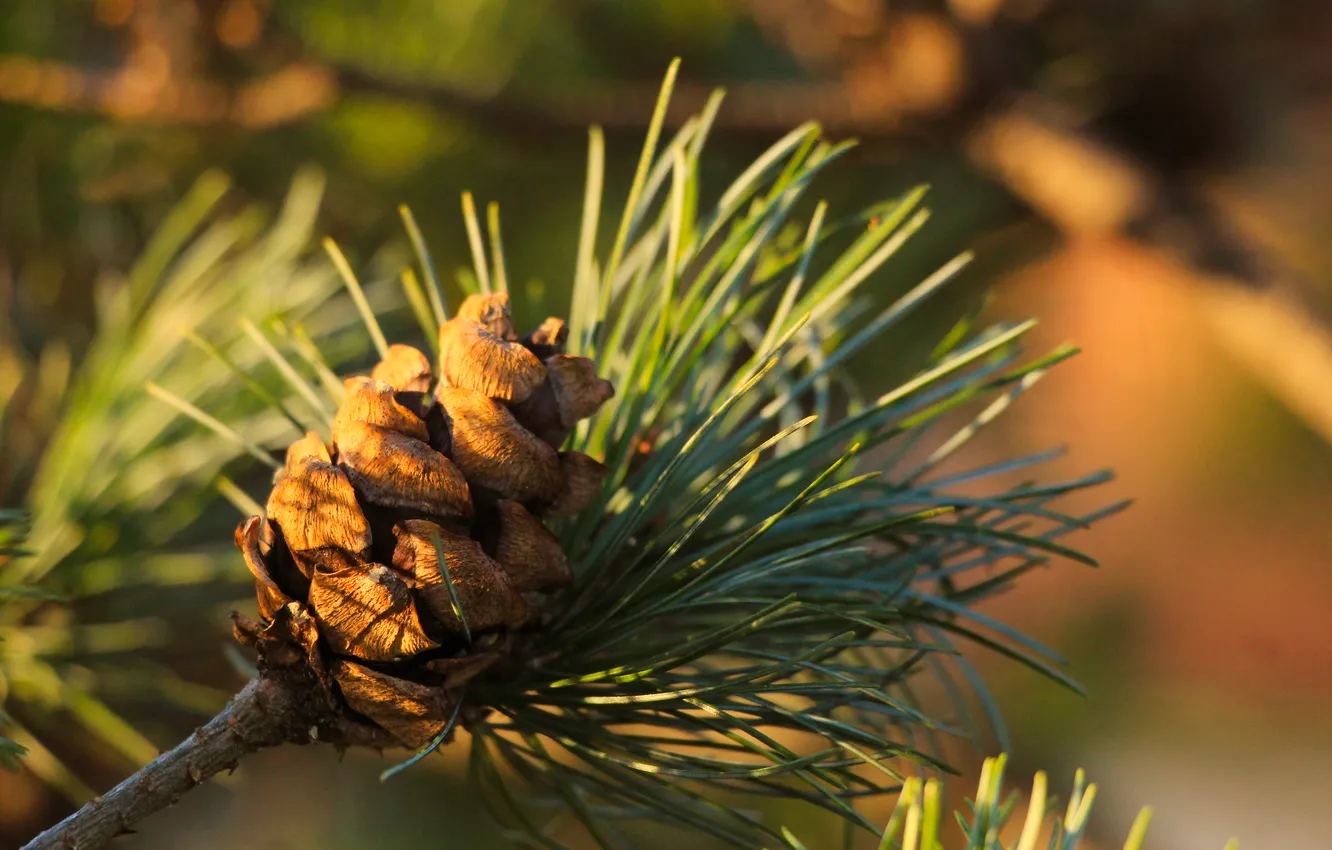 Фото обои pine, twig, cone