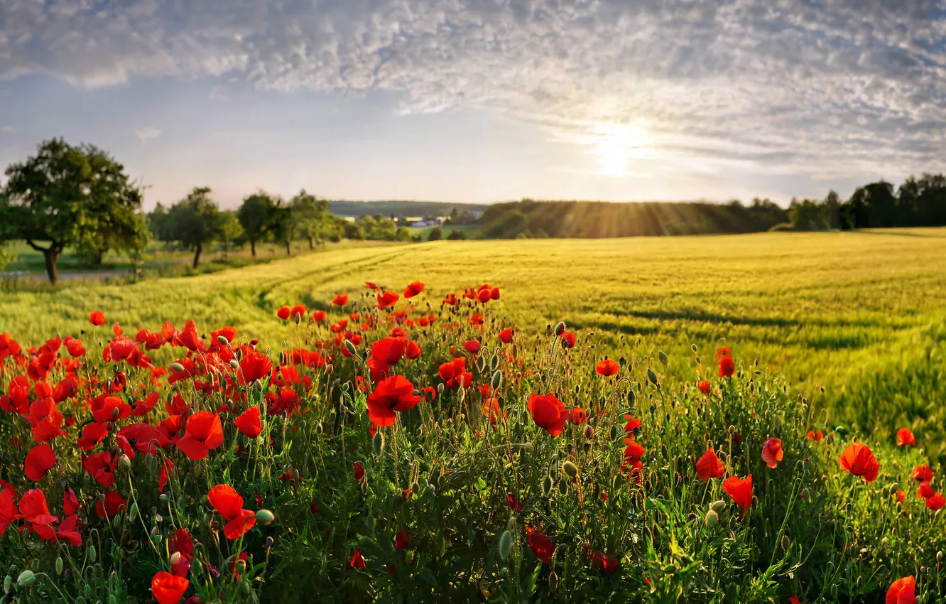 Фото обои Бавария, Bayern, маковое поле, poppy field, Монфельдер-Адельшлаг, Mohnfelder Adelschlag