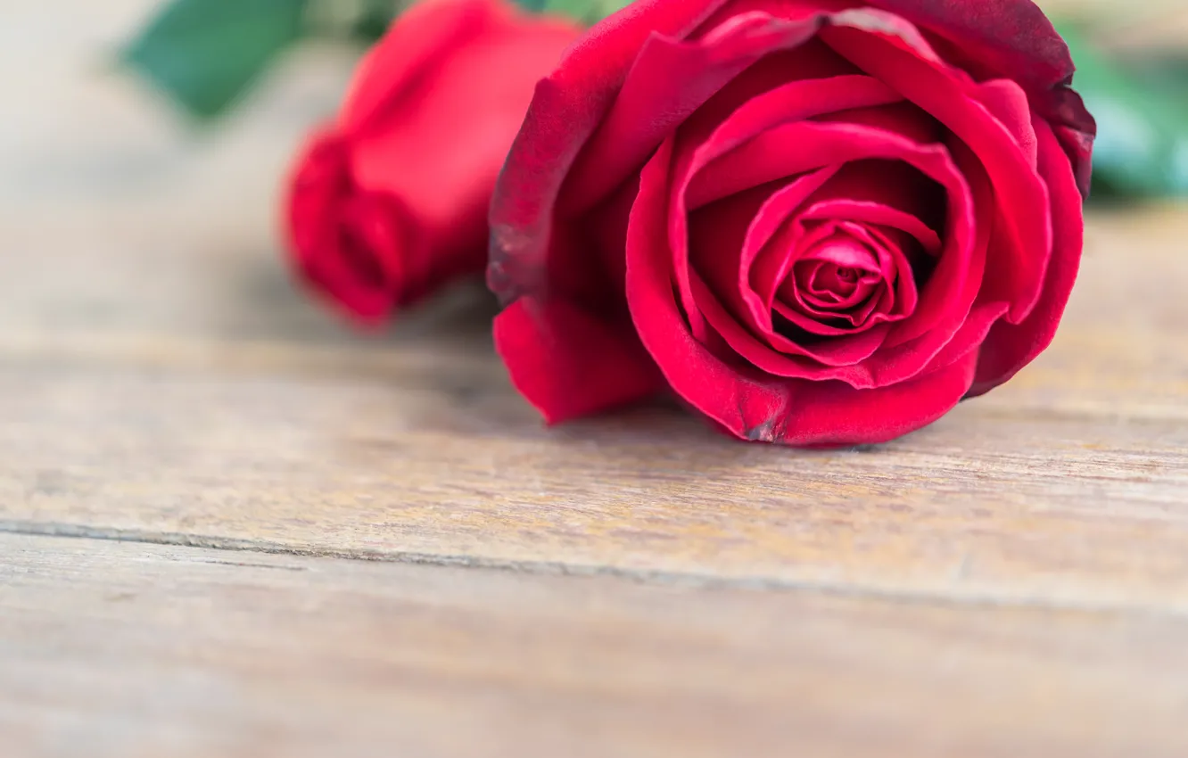 Фото обои цветок, розы, бутон, red, rose, красная роза, flower, wood