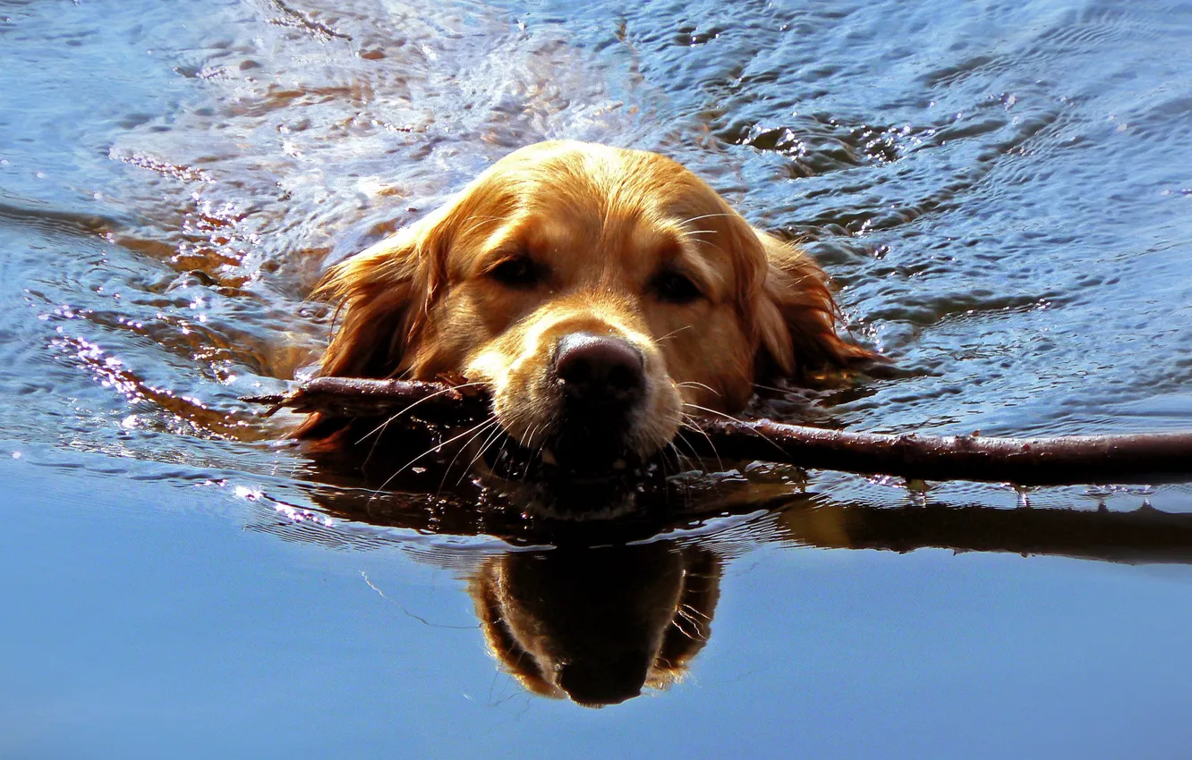 Фото обои вода, собака, палка