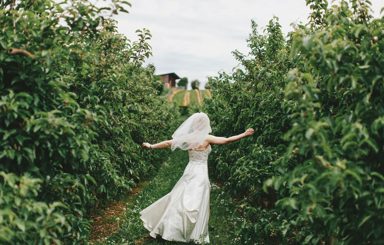 Фото обои радость, невеста, аллея, свадьба, Apple Trees