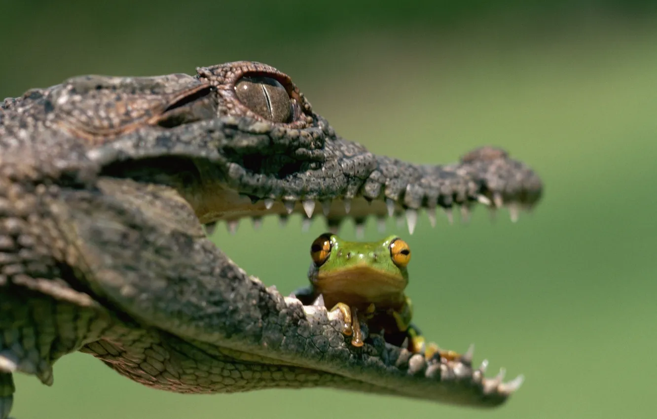 Фото обои лягушка, зубы, крокодил