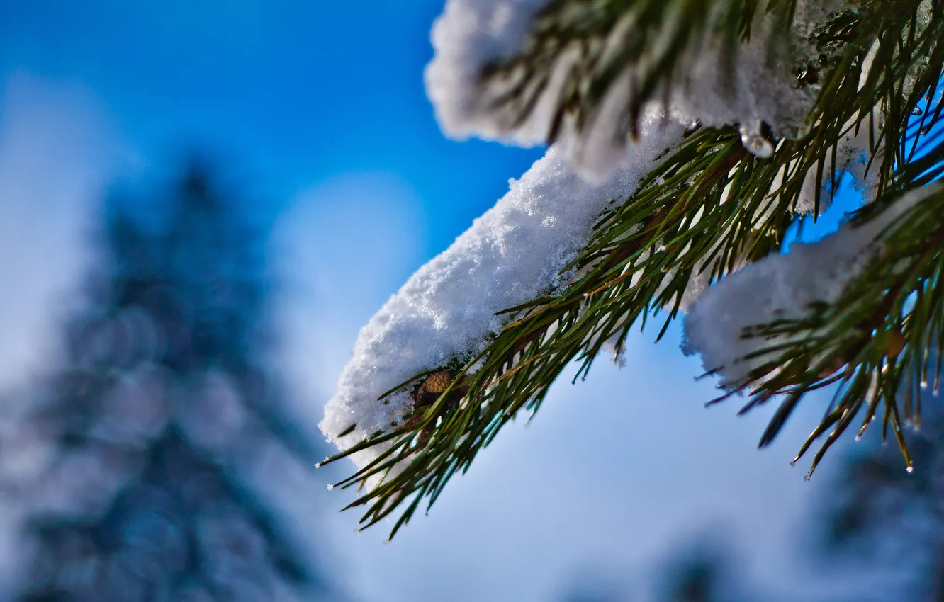 Фото обои небо, снег, иголки, дерево, ветка, хвоя
