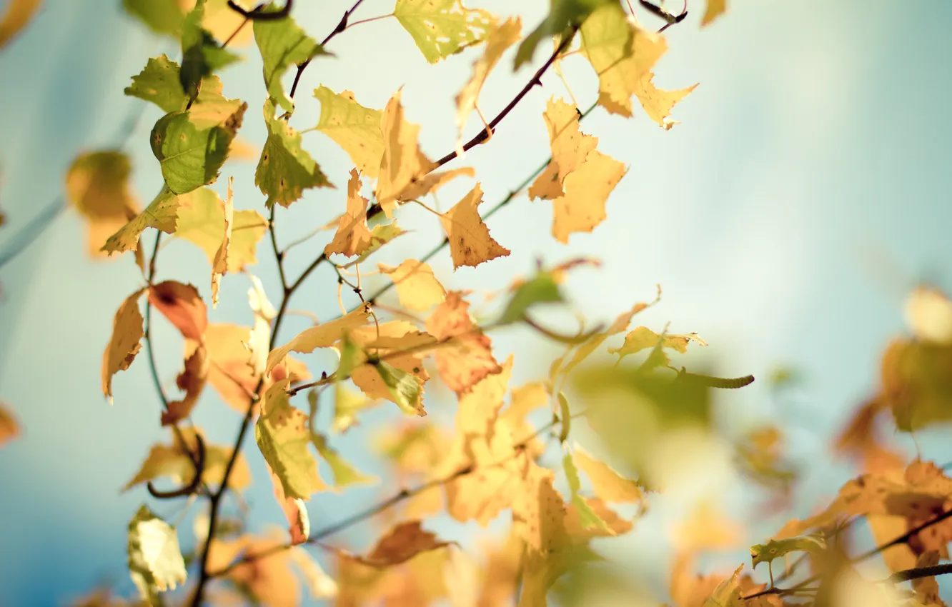 Фото обои осень, листья, солнце, макро, лучи, деревья, ветки, фото