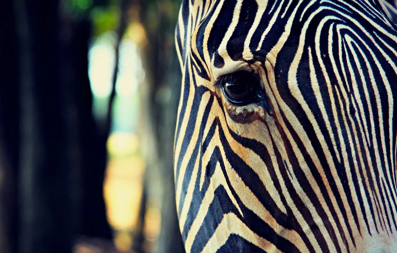 Фото обои animal, black and white, eye, zebra, structure
