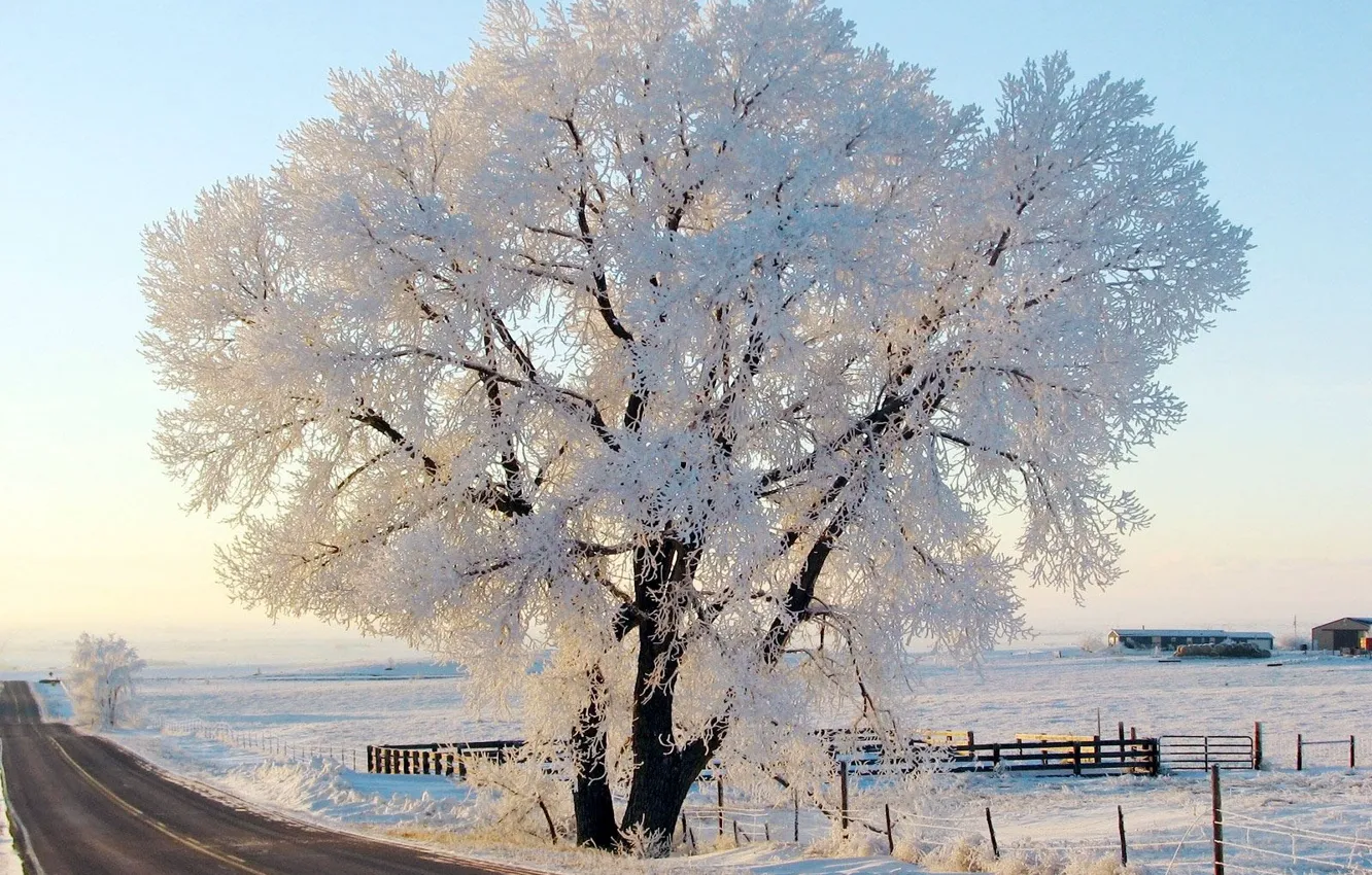 Фото обои зима, иней, дорога, небо, природа, дерево