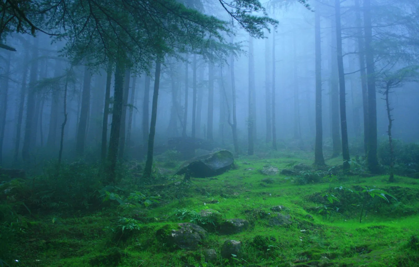 Фото обои лес, деревья, природа, туман, камни, Индия, Himachal Pradesh