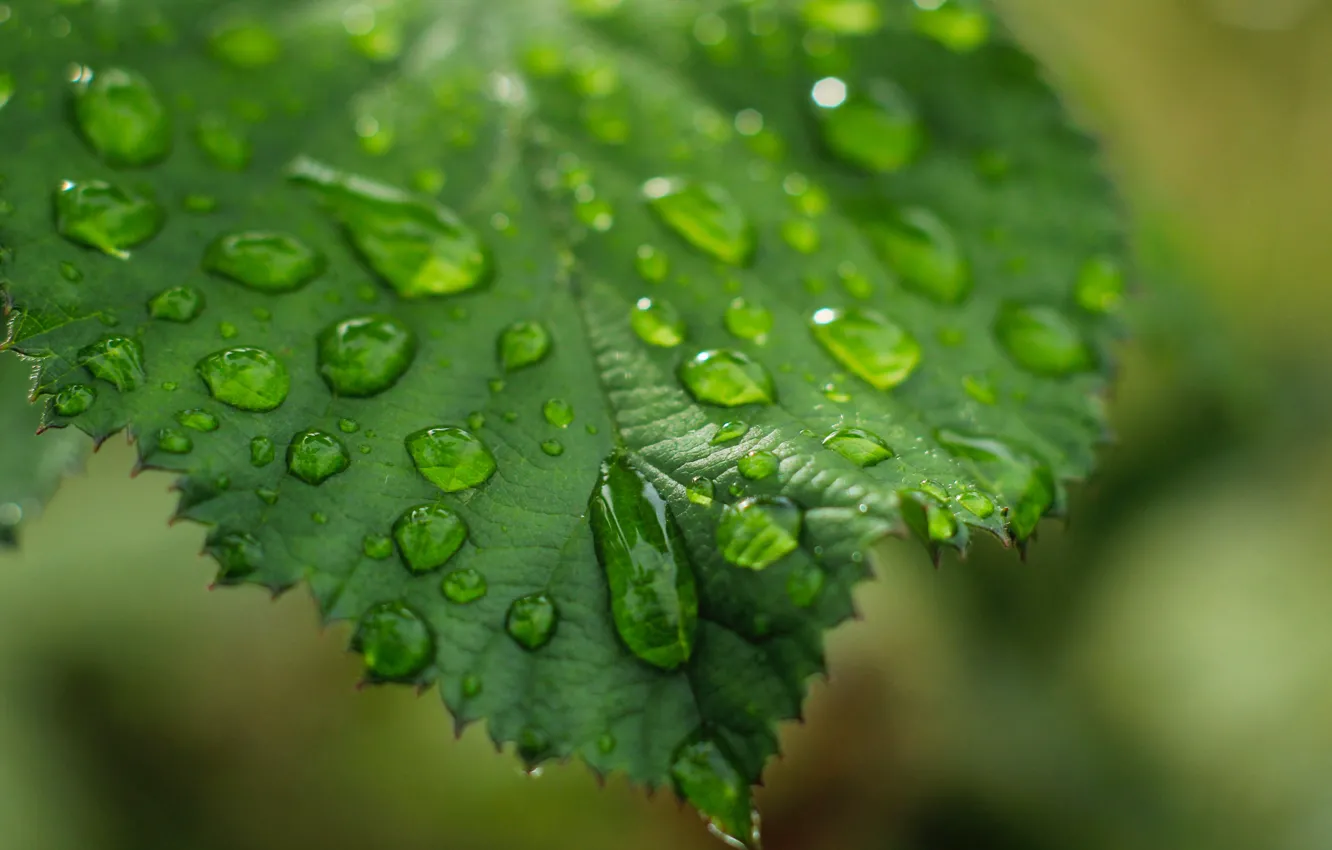 Фото обои water, drops, leaf