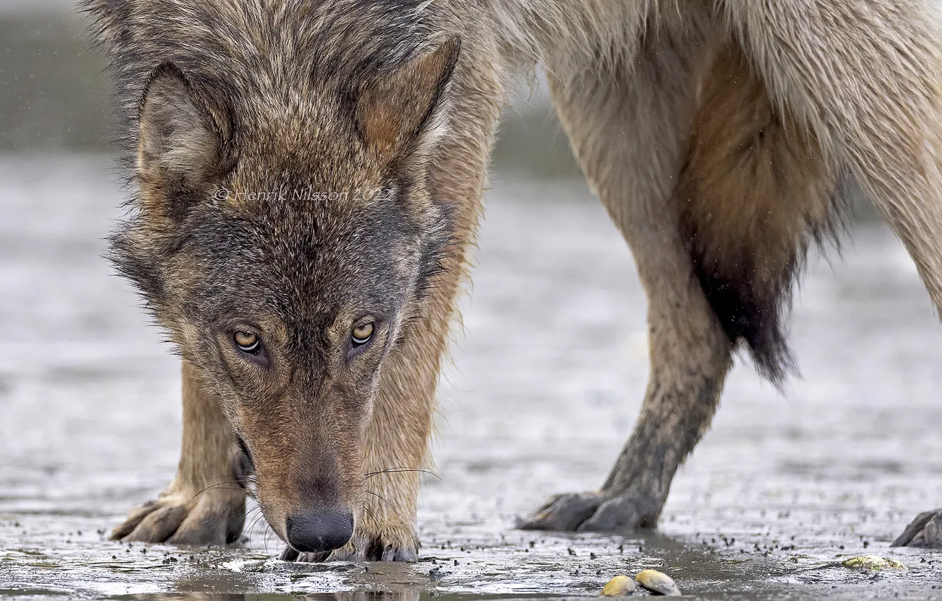 Фото обои nature, face, animal, wolf, wildlife, head, fur, mammal