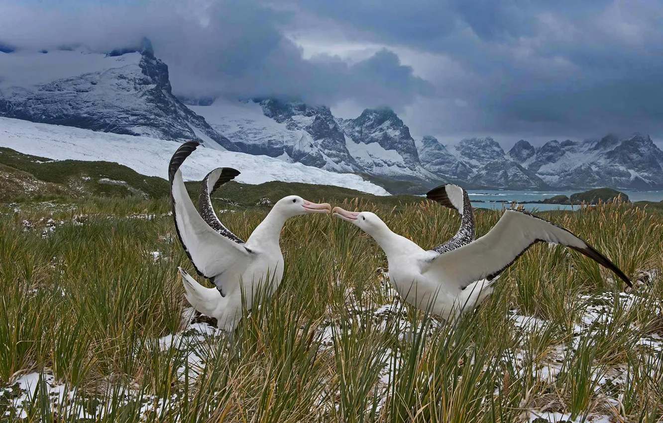 Фото обои птицы, танец, пара, альбатрос, Южная Георгия и Южные Сандвичевы острова