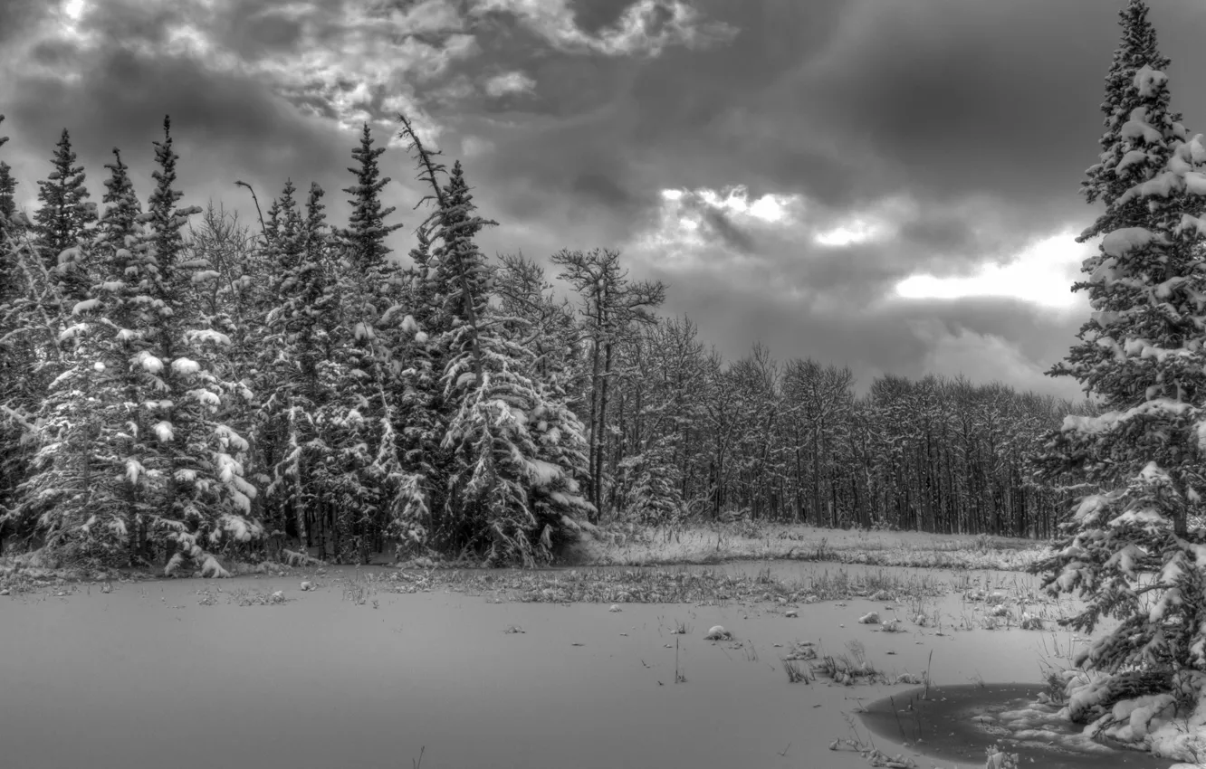 Фото обои лед, зима, лес, снег, деревья, тучи, река, ель