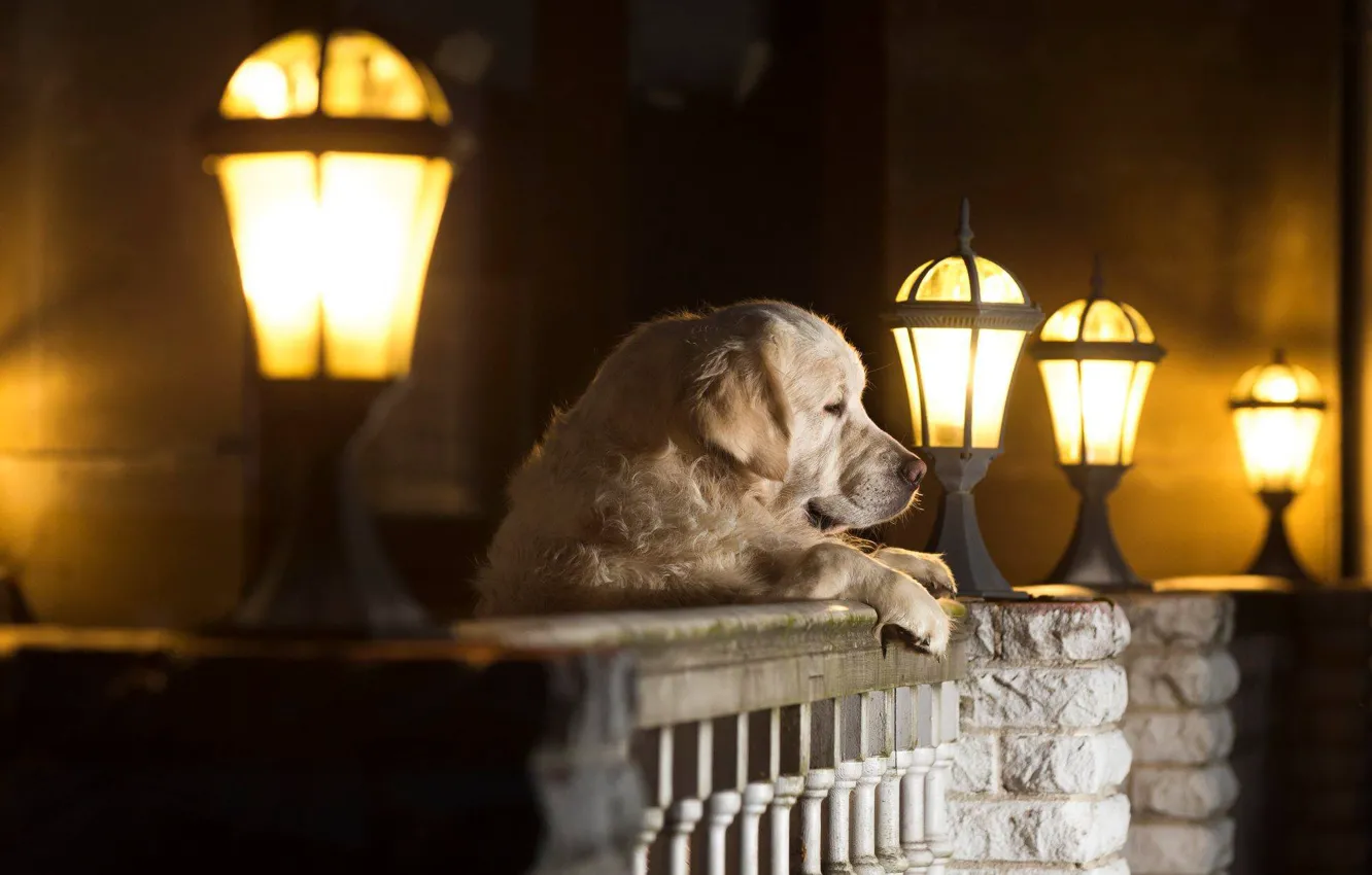 Фото обои собака, фонари, пёс, Андрей Ершов