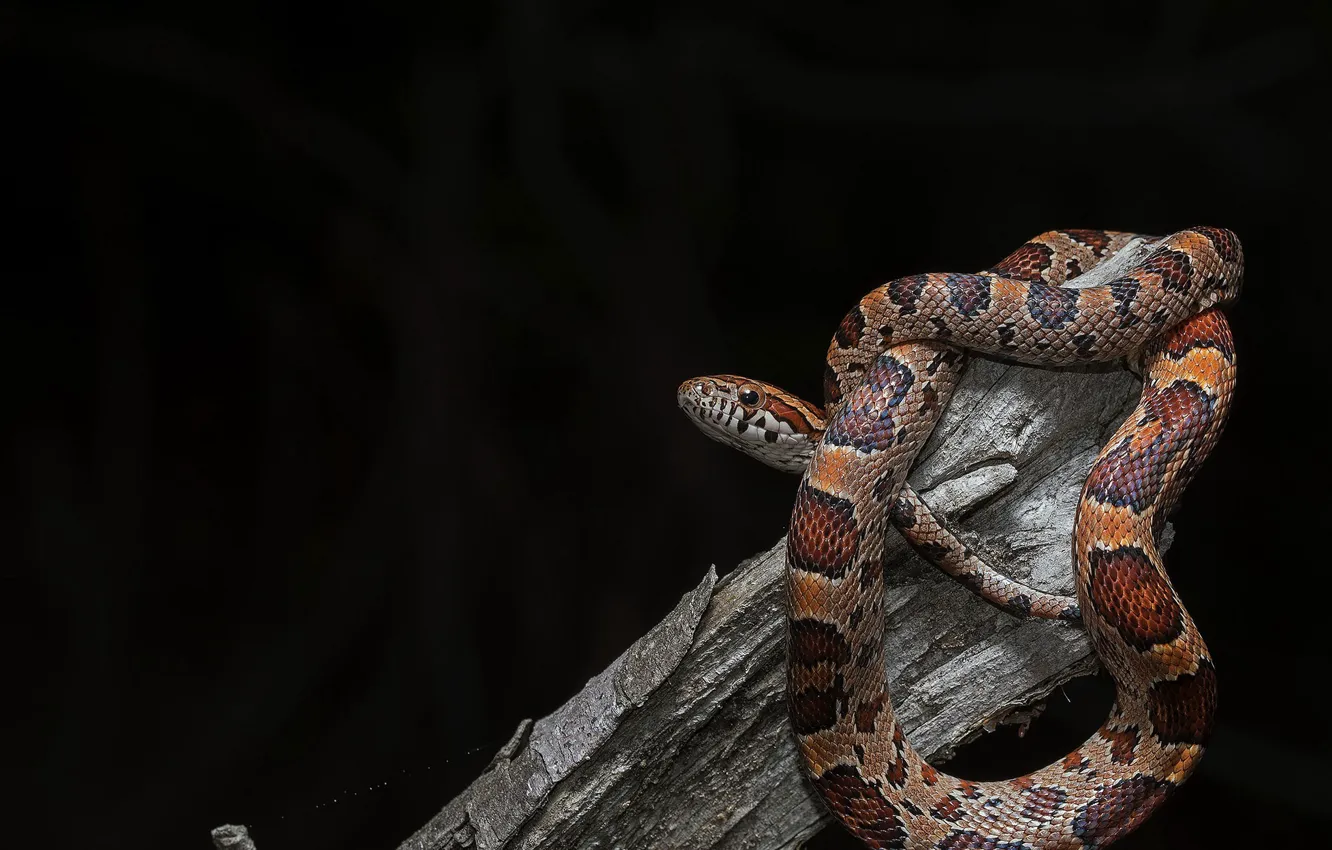 Фото обои фон, змея, Pantherophis guttata, Baby Corn Snake