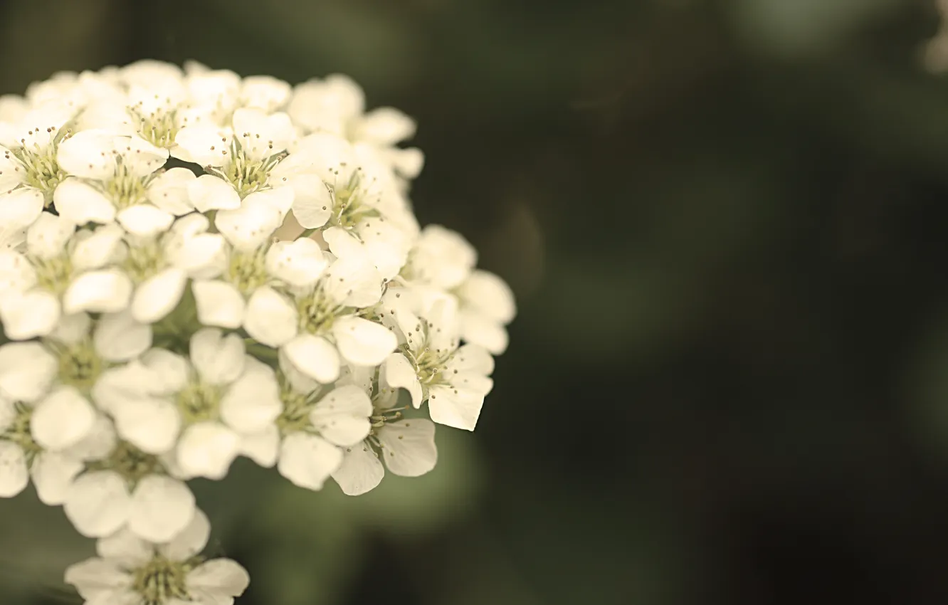 Фото обои белый, цветок, макро, обработка, размытость, зеленый фон
